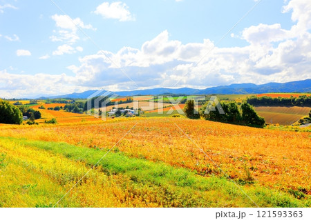 北海道紀行 9月下旬の美瑛の風景 うねり農場 秋の美瑛の風景 北海道紀行 9月下旬の美瑛の風景 うねり農場 秋の美瑛の風景 121593363