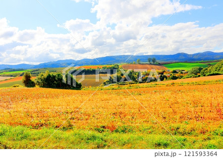 北海道紀行 9月下旬の美瑛の風景 うねり農場 秋の美瑛の風景 北海道紀行 9月下旬の美瑛の風景 うねり農場 秋の美瑛の風景 121593364