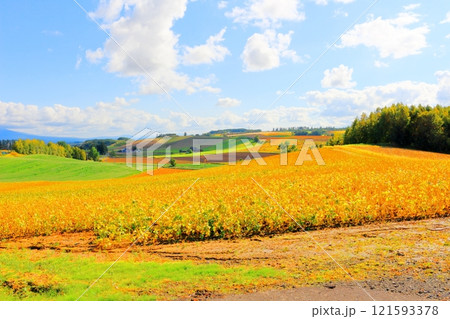 北海道紀行 9月下旬の美瑛の風景 うねり農場 秋の美瑛の風景 北海道紀行 9月下旬の美瑛の風景 うねり農場 秋の美瑛の風景 121593378
