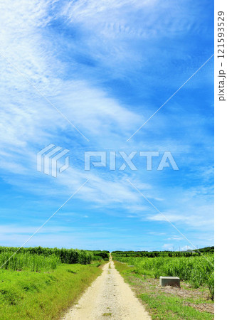 沖縄 波照間島 青空とサトウキビ畑 沖縄 波照間島 青空とサトウキビ畑 121593529