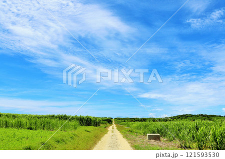 沖縄 波照間島 青空とサトウキビ畑 沖縄 波照間島 青空とサトウキビ畑 121593530