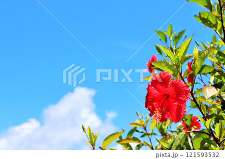 沖縄　波照間島　青空とハイビスカス 121593532