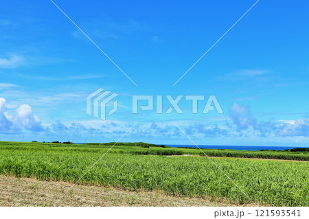 沖縄　波照間島　青空とサトウキビ畑 121593541