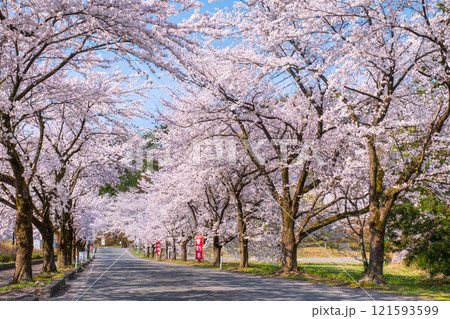 村松公園の桜 121593599