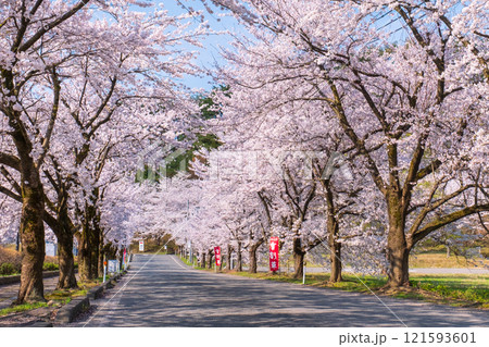 村松公園の桜 村松公園の桜 121593601