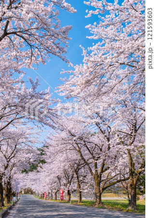 村松公園の桜 121593603