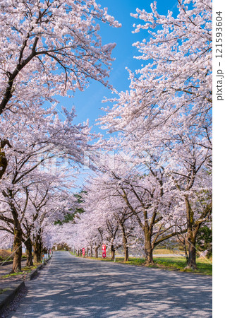 村松公園の桜 村松公園の桜 121593604