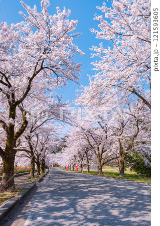 村松公園の桜 121593605