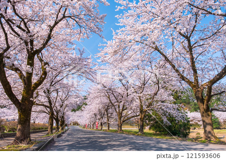 村松公園の桜 121593606