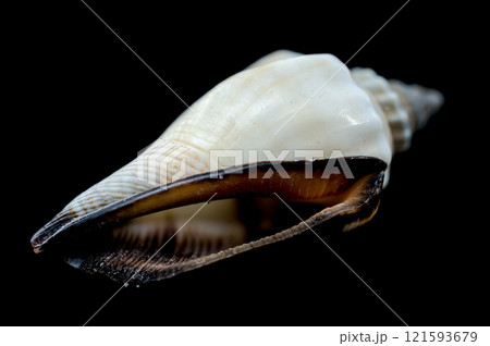 Canarium urceus shell close-up on black background Canarium urceus shell close-up on black background 121593679
