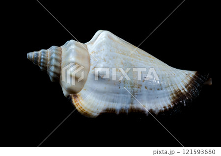 Canarium urceus shell close-up on black background Canarium urceus shell close-up on black background 121593680