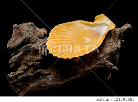 Orange scallop shell on driftwood black background 121593683