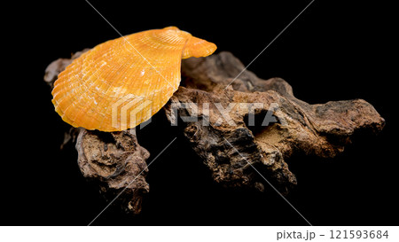 Orange scallop shell on driftwood black background Orange scallop shell on driftwood black background 121593684