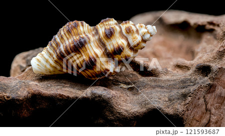 Striped Seashell on Rough Driftwood Striped Seashell on Rough Driftwood 121593687
