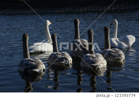 白鳥のいる風景 121593774