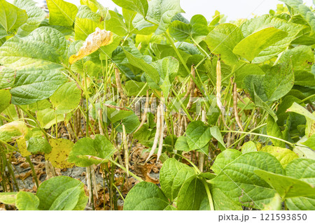 Close-up of adzuki pods growing in the farmland of Wandan, Pingtung, Taiwan. Close-up of adzuki pods growing in the farmland of Wandan, Pingtung, Taiwan. 121593850