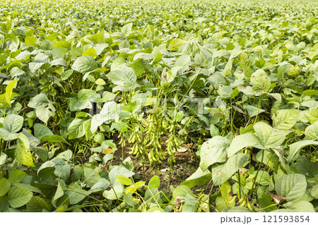 Close-up of edamame pods growing in the farmland of Wandan, Pingtung, Taiwan. 121593854