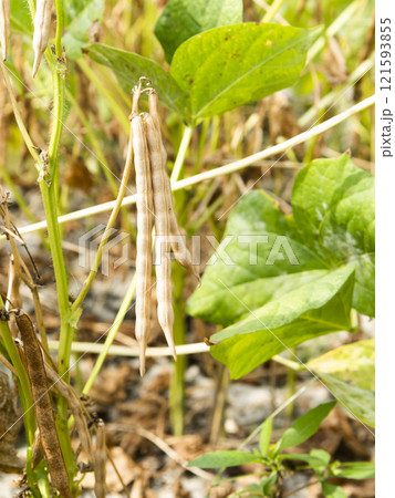 Close-up of adzuki pods growing in the farmland of Wandan, Pingtung, Taiwan. Close-up of adzuki pods growing in the farmland of Wandan, Pingtung, Taiwan. 121593855