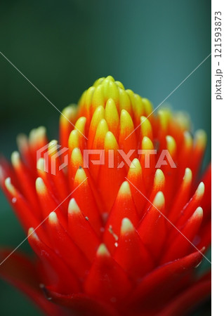 ビルベルギア・ピラミダリスの花 ビルベルギア・ピラミダリスの花 121593873