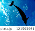 イルカ イルカ 121593961