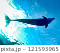 イルカ イルカ 121593965