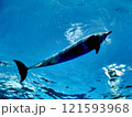 イルカ イルカ 121593968