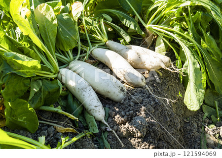 Freshly harvested White Jade Radishes are placed in farmland in Meinong, Kaohsiung, Taiwan. Freshly harvested White Jade Radishes are placed in farmland in Meinong, Kaohsiung, Taiwan. 121594069