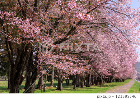 北海道新ひだか町、さくら名所100選に選ばれた二十間道路の桜並木【4月】 北海道新ひだか町、さくら名所100選に選ばれた二十間道路の桜並木【4月】 121595546