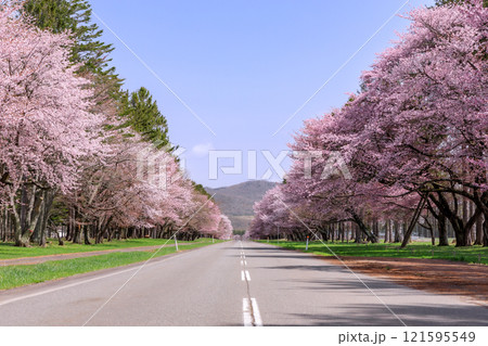 北海道新ひだか町、さくら名所100選に選ばれた二十間道路の桜並木【4月】 北海道新ひだか町、さくら名所100選に選ばれた二十間道路の桜並木【4月】 121595549