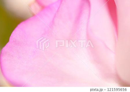 ピンクの花びら ピンクの花びら 121595656