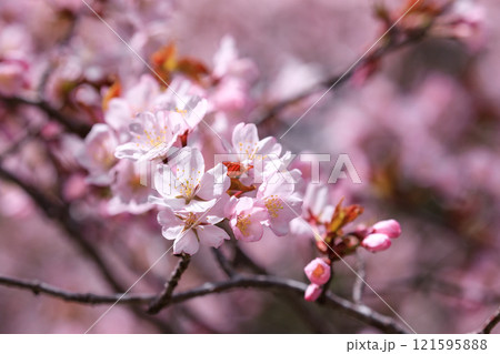 北海道新ひだか町、日本一の桜並木で艶やかに咲き誇る桜【4月】 121595888