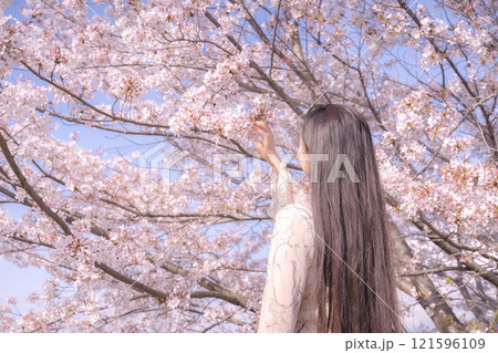 桜の木を見上げる 桜の木を見上げる 121596109