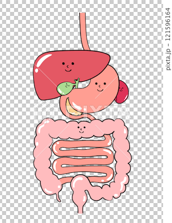 消化器系の内臓のイラスト（食道・胃・膵臓・脾臓・肝臓・胆嚢・大腸・小腸） 121596164