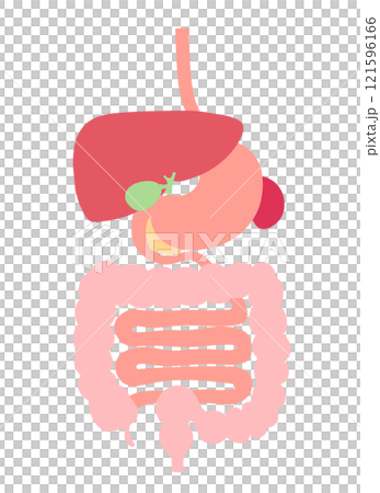 Illustration of the digestive system organs (esophagus, stomach, pancreas, spleen, liver, gallbladder, large intestine, small intestine) 121596166