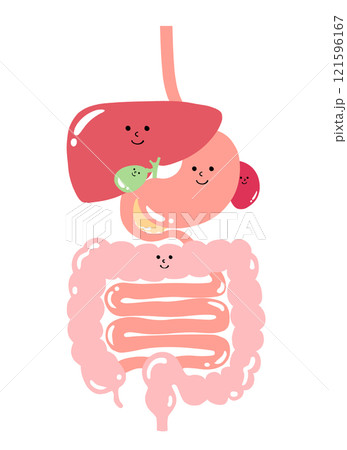 消化器系の内臓のイラスト(食道・胃・膵臓・脾臓・肝臓・胆嚢・大腸・小腸) 消化器系の内臓のイラスト(食道・胃・膵臓・脾臓・肝臓・胆嚢・大腸・小腸) 121596167
