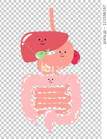 消化器系の内臓のイラスト(食道・胃・膵臓・脾臓・肝臓・胆嚢・大腸・小腸) 消化器系の内臓のイラスト(食道・胃・膵臓・脾臓・肝臓・胆嚢・大腸・小腸) 121596167