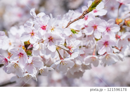 桜 121596178