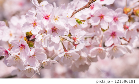 桜 121596181