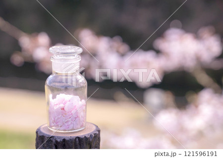 桜の花びらを詰め込んだ春のボトル 桜の花びらを詰め込んだ春のボトル 121596191