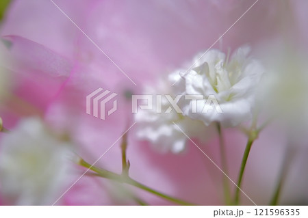 花束の中のカスミソウ 花束の中のカスミソウ 121596335