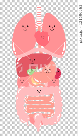 內臟器官插圖（肺、膈、心臟、食道、胃、胰臟、脾、肝、膽囊、大腸、小腸、腎、膀胱） 121596363