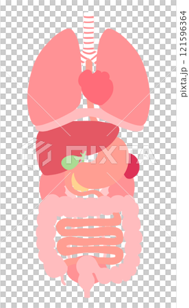 內臟器官插圖(肺、膈、心臟、食道、胃、胰臟、脾、肝、膽囊、大腸、小腸、腎、膀胱) 內臟器官插圖(肺、膈、心臟、食道、胃、胰臟、脾、肝、膽囊、大腸、小腸、腎、膀胱) 121596364