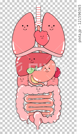 內臟器官插圖（肺、膈、心臟、食道、胃、胰臟、脾、肝、膽囊、大腸、小腸、腎、膀胱） 121596365