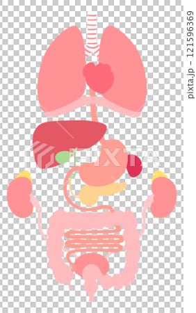 易於查看的內臟器官(肺、膈、心臟、食道、胃、胰臟、脾、肝、膽囊、大腸、小腸、腎、腎上腺、膀胱) 易於查看的內臟器官(肺、膈、心臟、食道、胃、胰臟、脾、肝、膽囊、大腸、小腸、腎、腎上腺、膀胱) 121596369