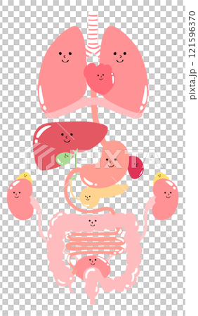 易於查看的內臟器官(肺、膈、心臟、食道、胃、胰臟、脾、肝、膽囊、大腸、小腸、腎、腎上腺、膀胱) 易於查看的內臟器官(肺、膈、心臟、食道、胃、胰臟、脾、肝、膽囊、大腸、小腸、腎、腎上腺、膀胱) 121596370