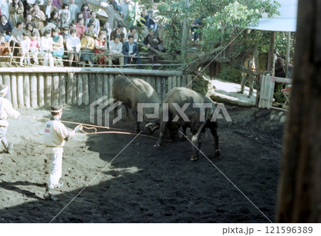 古写真　1979年12月　八丈島の闘牛 121596389