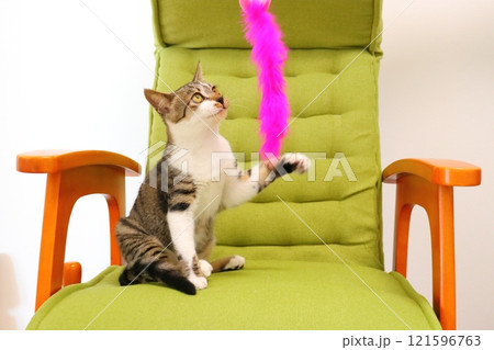 椅子に載っている子猫　猫じゃらし 121596763