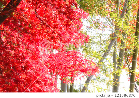 真っ赤な紅葉と竹 真っ赤な紅葉と竹 121596870