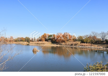 埼玉県白岡市の柴山沼の風景 121597000