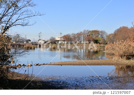埼玉県白岡市の柴山沼の風景 121597007
